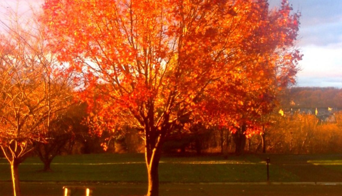 autumn tree