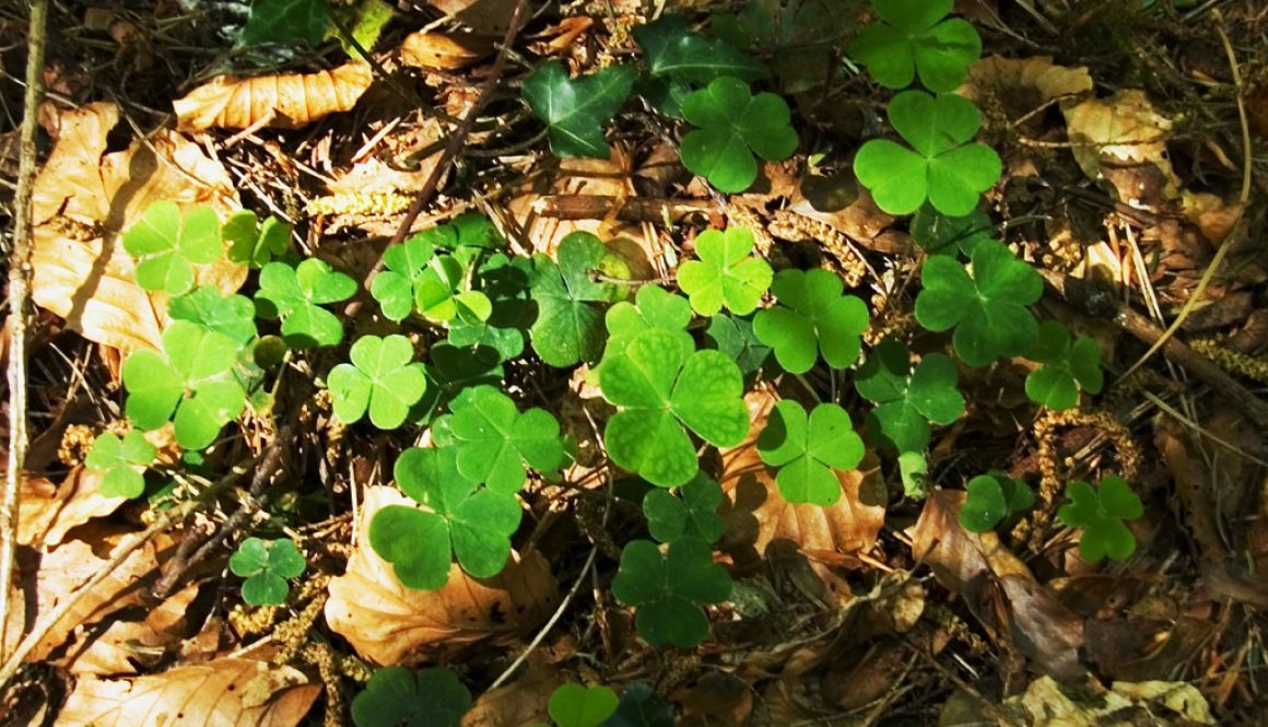 shamrocks