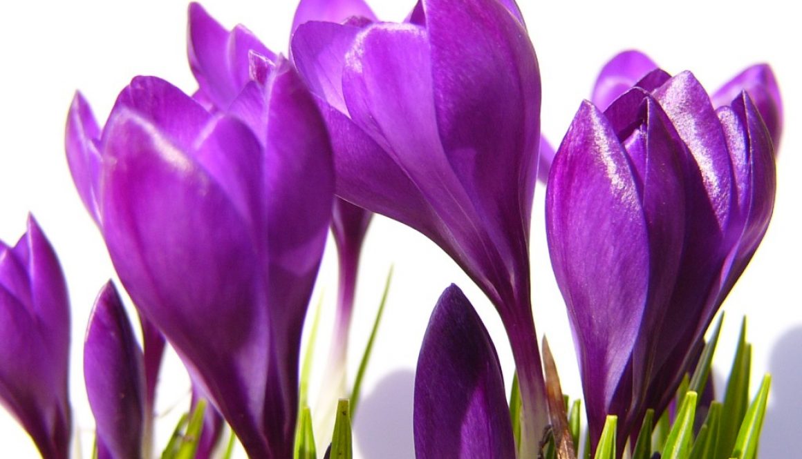 crocus