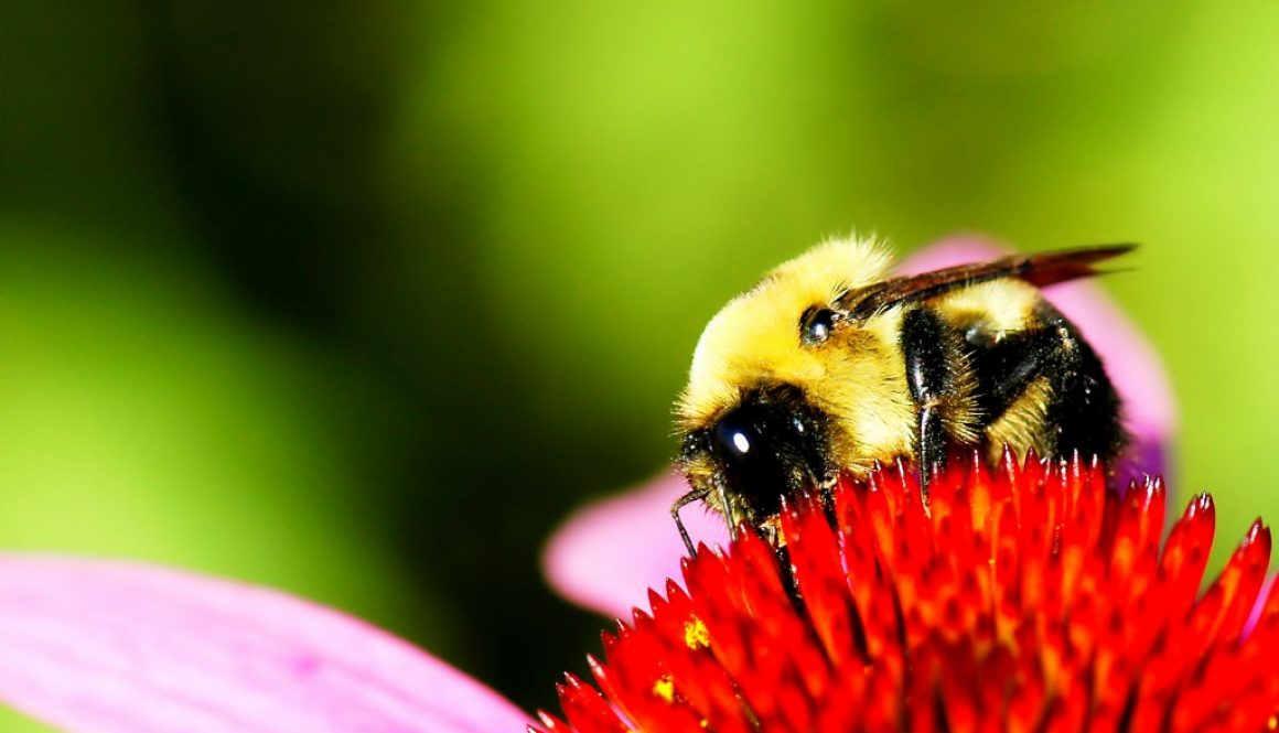 bee on flower